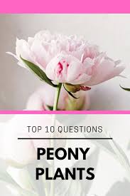 Top 10 Questions About Peony Plants Gardening Know How S Blog