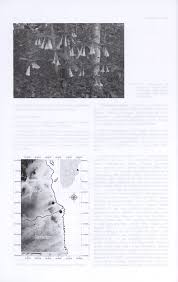 Image result for Oxyanthus zanguebaricus