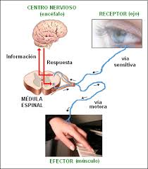 Imagen relacionada
