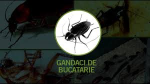 Chiar daca in casa ta exista gandaci acest lucru nu inseamna ca nu ai o casa curata. Dezinsectie Gandaci Capcane Adezive Insecticide Gel Si Pulverizare Youtube