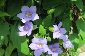 Image result for Thunbergia reticulata