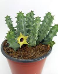 Image result for Huernia leachii