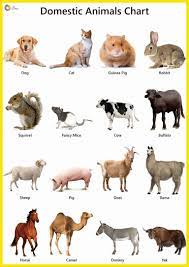 Other than these, the barking deer which is the common animal in sikkim also wander around. Domestic Animals Name Facts Pictures Videos Charts Ira Parenting Farm Animals For Kids Animal Pictures For Kids Animals Name With Picture