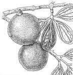 Image result for Strychnos innocua