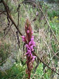 Image result for Disa stairsii