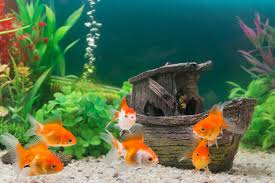 And remember, although 5 gallons is the minimum tank size for bettas, bigger is always better. The 25 Best Aquarium Decor Of 2020 Pet Life Today