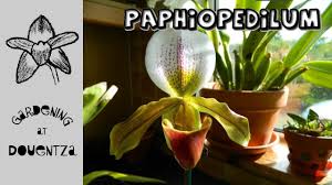 In general, paphiopedilums prefer 75 to 85 degrees f during the day and 60 to 65 degrees f at night. Paphiopedilum What Has Worked For Me Youtube