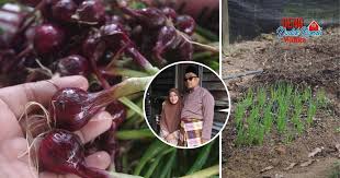 Cara menanam bawang merah sendiri di rumah dengan mudah, parents pasti bisa mencobanya! Tanam Bawang Merah Rose Campuran Pasir Kena Ada Elak Benih Membusuk Mingguan Wanita