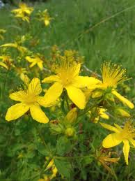 Image result for Hypericum roeperianum