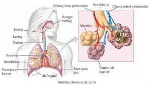 Maybe you would like to learn more about one of these? Rangkuman Sistem Pernapasan Manusia Pelajaran Ipa Kelas 8