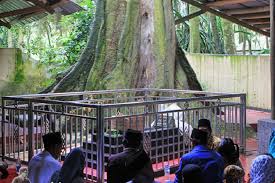 Jun 12, 2021 · hutan jati pasar kemis buka atau tutup / wisata alam kebun jati di sindang jaya tangerang masih ramai dikunjungi warga terbitan com. Tempat Wisata Hutan Jati Tangerang Area Wisata Asia