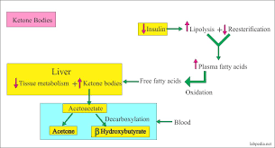 Urine sample was collected in glass vial, and urine acetone concentration was also determined with the extraction needle by analyzing the corresponding headspace gas. Urine For Ketones And Ketone Bodies Ketonuria Labpedia Net