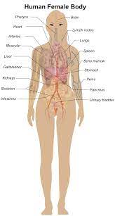 Start studying female body diagram. Female Body Diagram Openclipart
