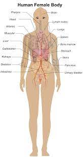 M.,, comparison of body shape between usa and korean women, international journal of clothing science and technology, vol.19, no.5, 2007. Female Body Diagram Openclipart