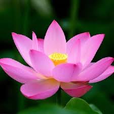 We did not find results for: Lotus Flower Kamal Ka Phool Suppliers Lotus Flower Selling Companies