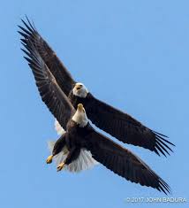 Beautiful Eagles Weisskopfadler Raubvogel Und The Eagles