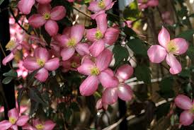 We did not find results for: Great Plant Picks Unbeatable Plants For The Maritime Northwest Garden