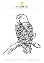 Ausmalbilder Vogel Kostenlose Ausmalbilder