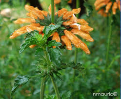 Image result for Leonotis myrothamnifolia