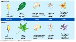 E the vascular bundles are less are. Monocots Vs Dicots What You Need To Know