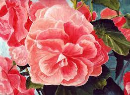 Bunny S Artwork Ray Of Floral Beauty Scarlet Begonias Watercolor Painting Begonia Flowers Bunny Artwork