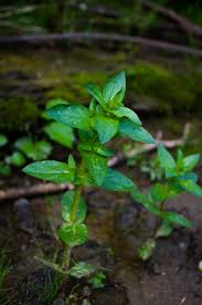 Image result for Veronica abyssinica