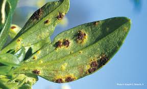 So the rust seems to be embedded in the clear coat of the paint. 7 Common Garden Diseases Garden Gate
