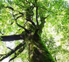 クスノキで蚊よけ対策をしよう ナチュラル ケア 日向のかおり 海幸 山幸 大自然 宮崎県産国産天然樟脳 クスノキ芳香雑貨を生産販売しております