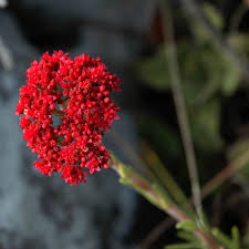 Image result for Crassula alba