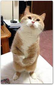 20 Beautiful And Funny Cats Standing Up H3rcom Impressive Strange Funny Cats Cute Cats Funny Animals