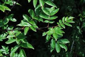 Image result for Zanthoxylum sp. A