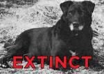 Extinct Dog Breeds - My Animals