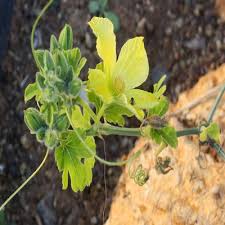 Image result for Kedrostis africana