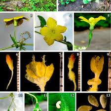 Image result for Cucumis aetheocarpus