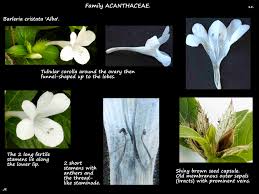 Image result for Barleria setosa