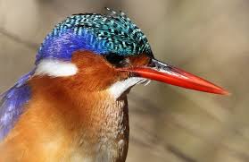 Birds Of South Africa Gauteng Malachite Kingfisher Alcedo Cristata At Marievale Nature Reserve Gauteng South Africa Nature Reserve Kingfisher Africa