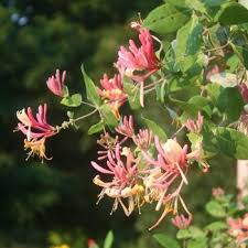 Image result for Lonicera confusa