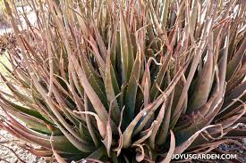 Mesoestetic — dermatological sun protection spf 50. How To Care For An Aloe Vera Plant Joy Us Garden
