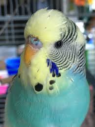 Budgie Colour Types Varieties And Types Budgie Guide