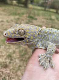 Platinum tokay gecko smile at CPX... - The Reptile Report | Facebook