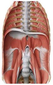 Pin On Medicus