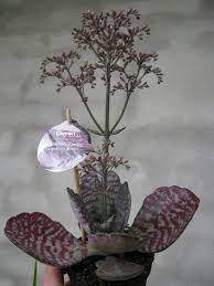Kalanchoe Humilis Surprising Desert Florist S Plantica Kalanchoe Humilis Indoor Flowers Kalanchoe Types