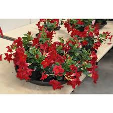 Image result for dipladenie hybrida rio obrázek