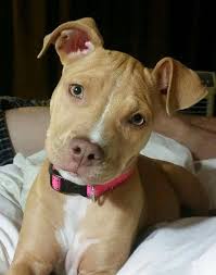 Pinterest Greeniexo Pitbull Terrier Cute Dogs American Pitbull Terrier