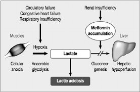 Lactic Acidosis And The Special Circumstances That Might Increase The Download Scientific Diagram
