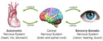 The somatic nervous system consists of sensory nerves carrying afferent nerve fibers that relay sensation from the body to the central nervous system (cns). Business Discovery Blog Archive Your Split Bra Nursing Books Nervous System System