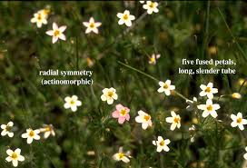 Image result for Polemoniaceae