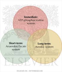 The aerobic energy system utilises proteins, fats, and carbohydrates (glycogen) to synthesise atp. 3 Energy Systems Used In Running And When You Need Each Runners Connect