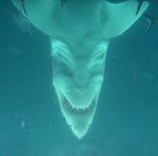 Twitter Great White Shark Shark White Sharks