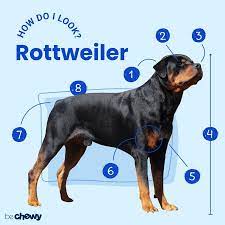 What this means is that the breed can stand between 24 to 27 inches in height. Rottweiler Breed Characteristics Care Photos Bechewy